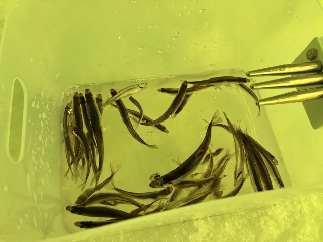 2026年かなやま湖のわかさぎ釣り000