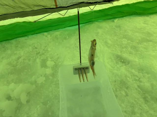 2026年かなやま湖のわかさぎ釣り009