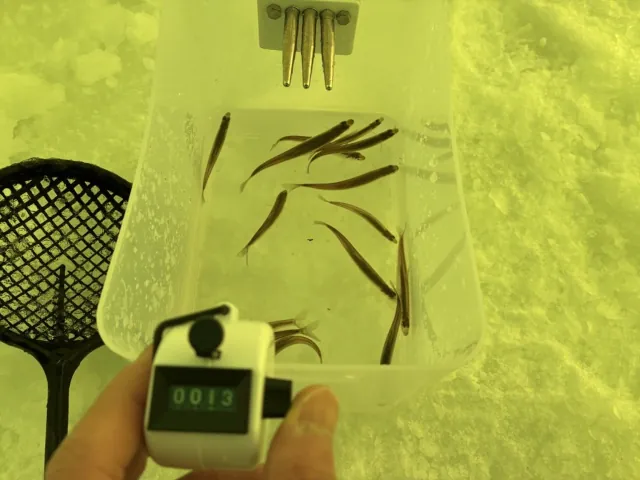 2026年かなやま湖のわかさぎ釣り011