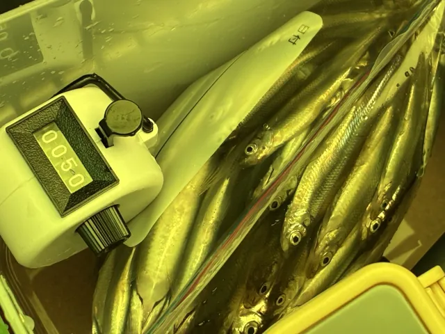 2026年かなやま湖のわかさぎ釣り014