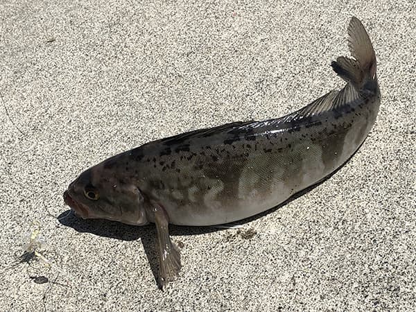 海のない旭川に住む釣人が知っておきたい道北の海釣り 魚種とシーズンとポイントまとめ 56doc Blog