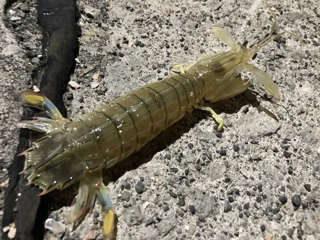 2025夏 留萌でシャコ釣り000