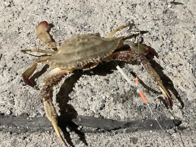 2025夏 留萌でシャコ釣り010