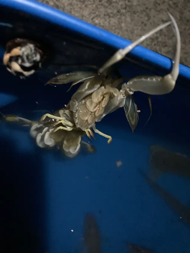 2025夏 留萌でシャコ釣り014