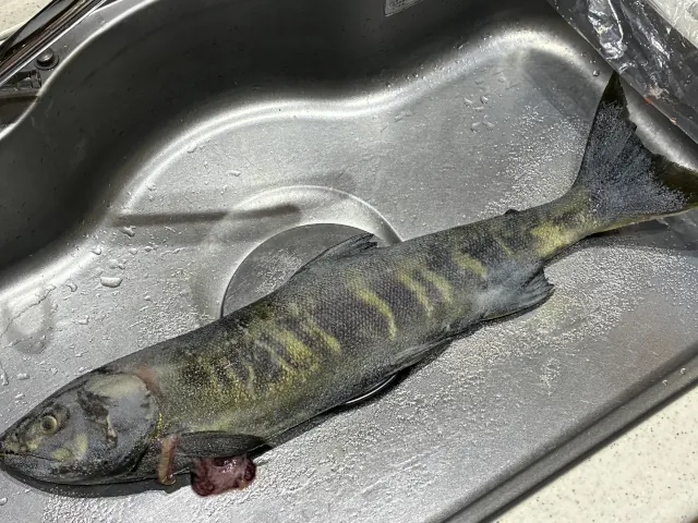 2025増毛アキアジ釣り3戦目003