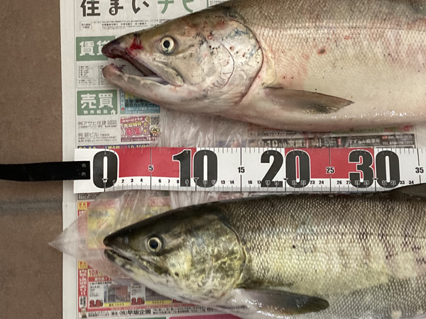 2023年9月23日・24日 別苅漁港サーフでのアキアジ釣り013