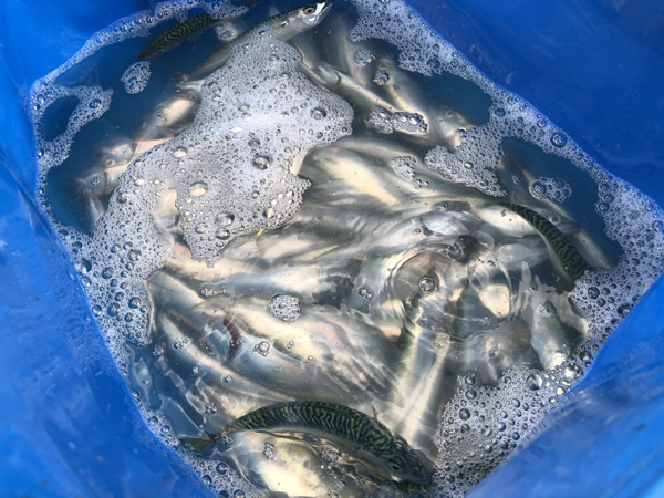 留萌港で小鯖のサビキ釣り、大爆釣000