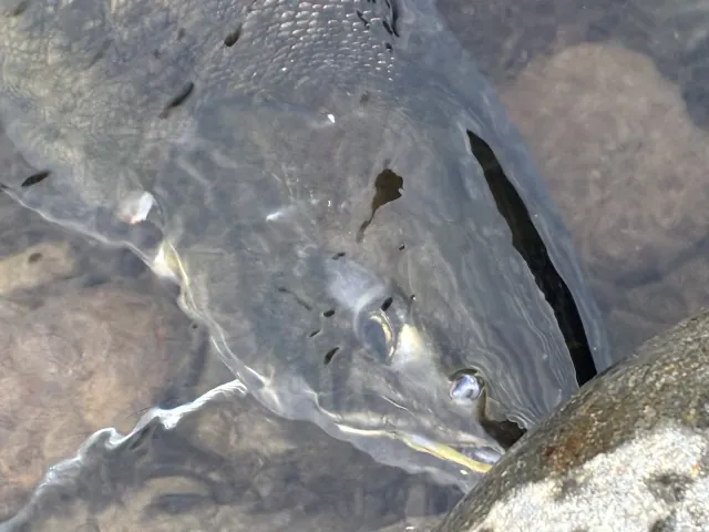 2026年増毛のサケ釣り000