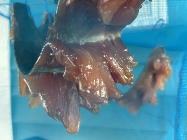 2026年増毛のサケ釣り014