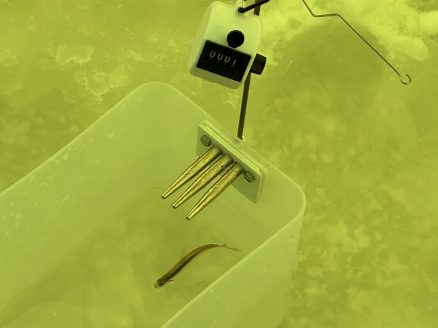 砂川オアシスパーク遊水地ワカサギ釣りまとめ002