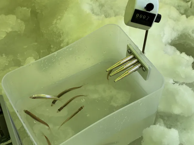 砂川オアシスパーク遊水地ワカサギ釣りまとめ003