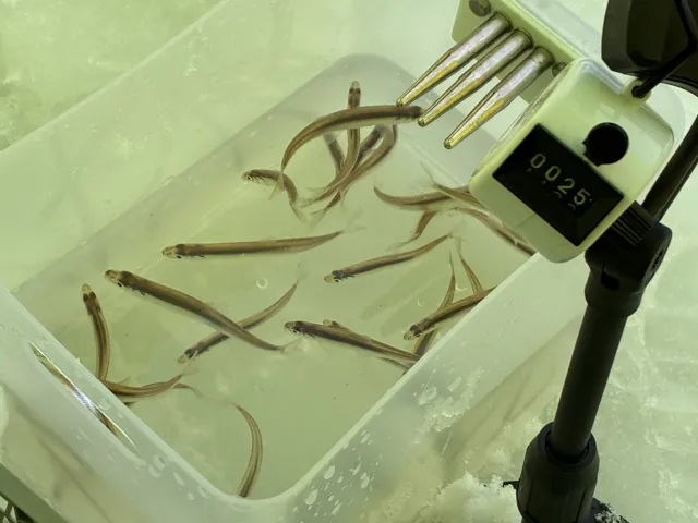 砂川オアシスパーク遊水地ワカサギ釣りまとめ004