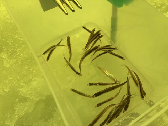 砂川オアシスパーク遊水地ワカサギ釣りまとめ011