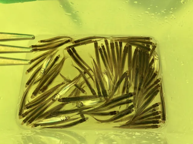 砂川オアシスパーク遊水地ワカサギ釣りまとめ013