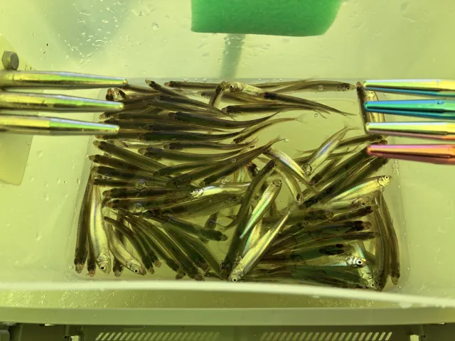 砂川オアシスパーク遊水地ワカサギ釣りまとめ019